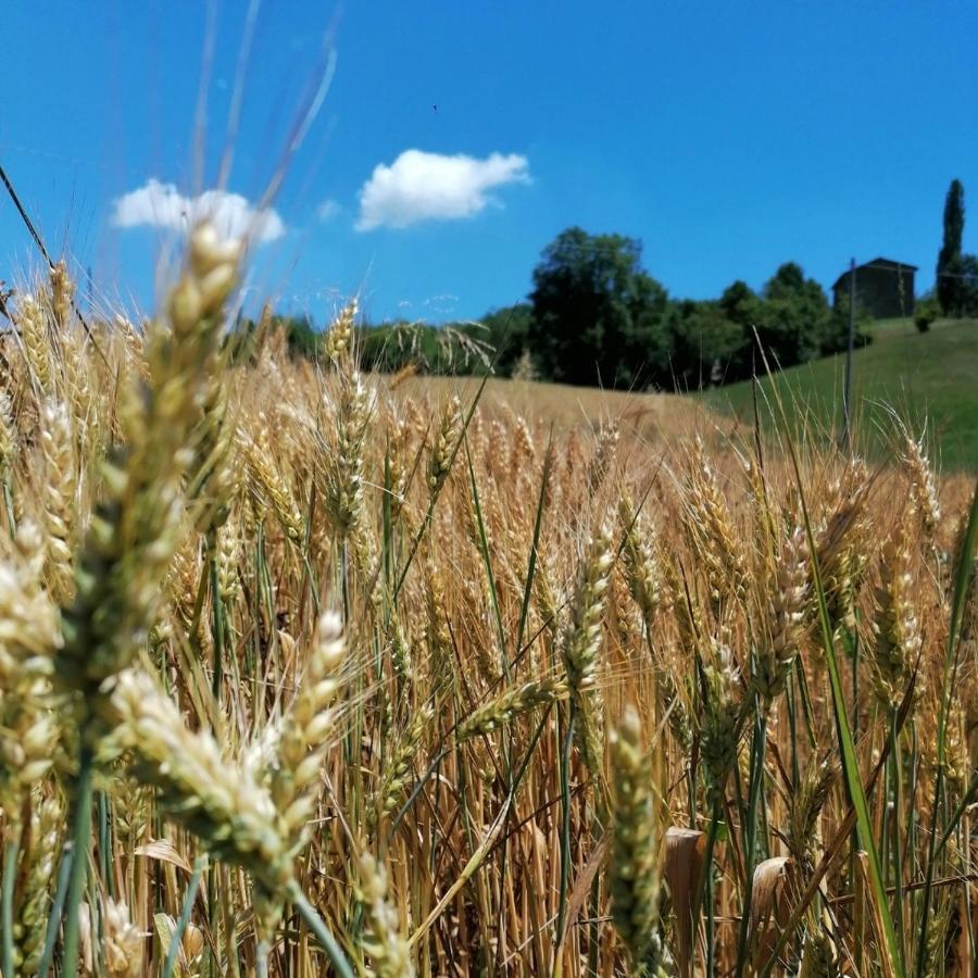 Az. Agr. Agriturismo Nonna Nella Villa Guiglia Exteriör bild